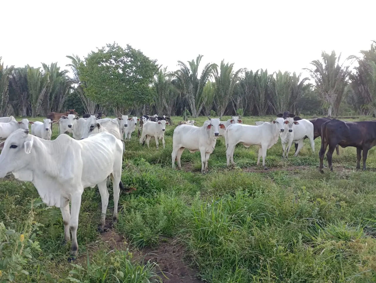 Foto 10