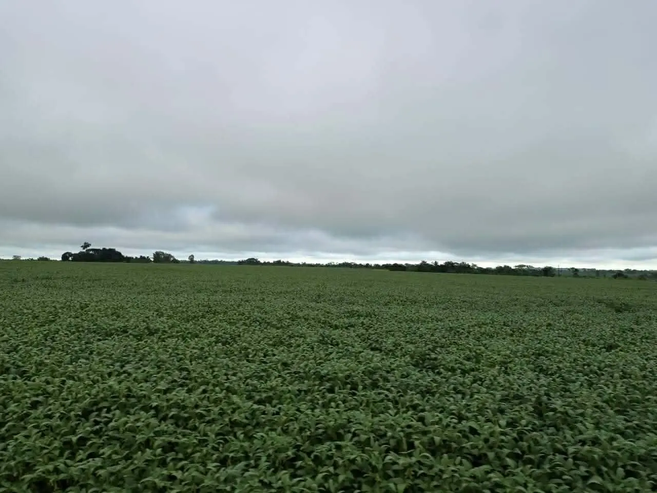 VENDE-SE SITIO ÁREA RURAL EM CORUMBIARA – RO — foto 1